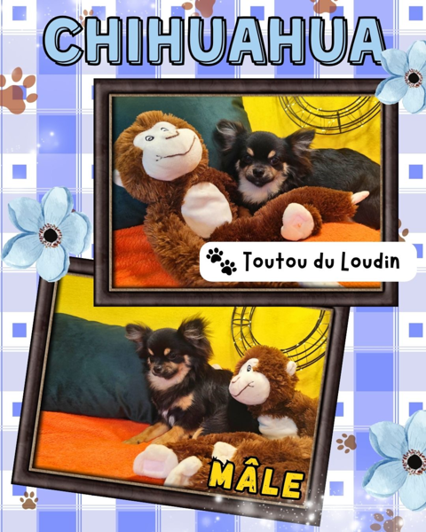 Chiot chihuahua m&acirc;le poils longs 450 18140 Précy
