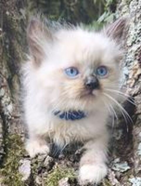   Chaton sibérien LOOF  