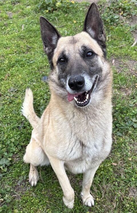 TACOS, berger allemand , 5 ans 220 34500 B�ziers