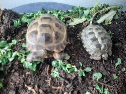 Tortues steppes 250 88000 pinal