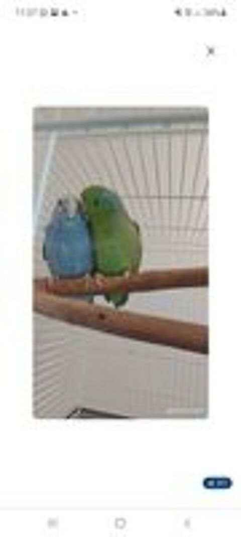   Couple reproducteur toui celeste
