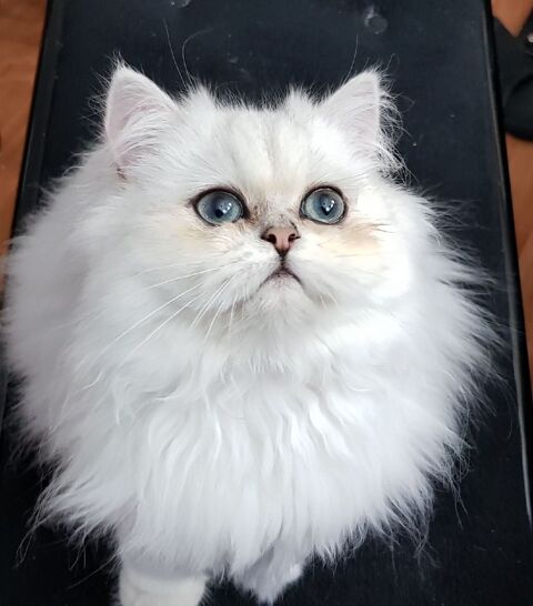 SAILLIE CHAT PERSAN BLANC LOOF 94120 Fontenay-sous-bois