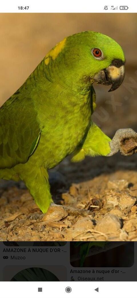 Deux mal amazon nuque d'or 700 16000 Angoulme