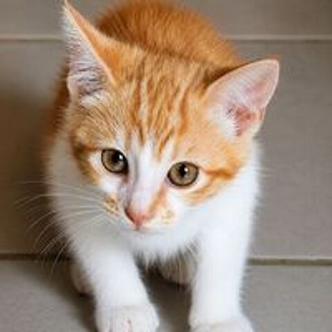   CHESTER 