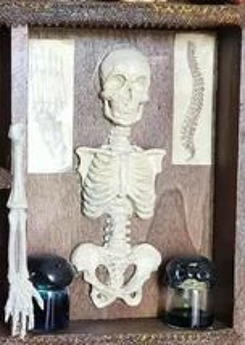 Petit cabinet de curiosit&eacute;s Décoration