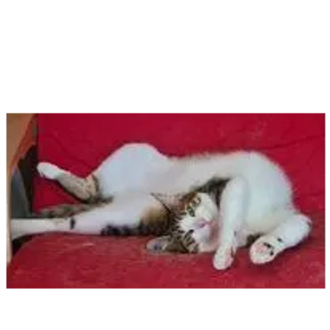   ZAZOO CHAT TIGRE BLANC 3 ANS 