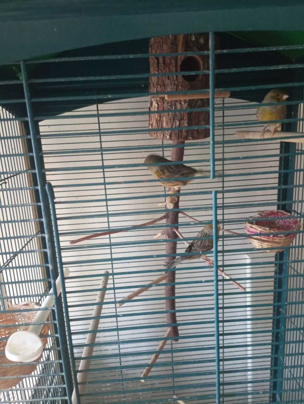   male canari gloster ann�e 2023 