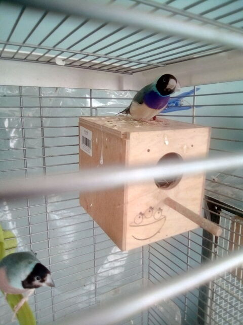 oiseau gould 30 72320 Berfay