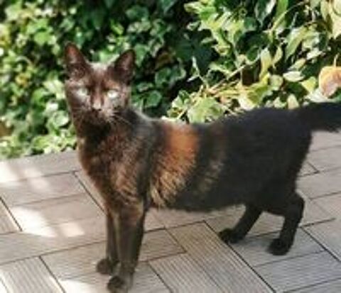   Bagherra chatte noire 1 an gentille et caline a adopter 
