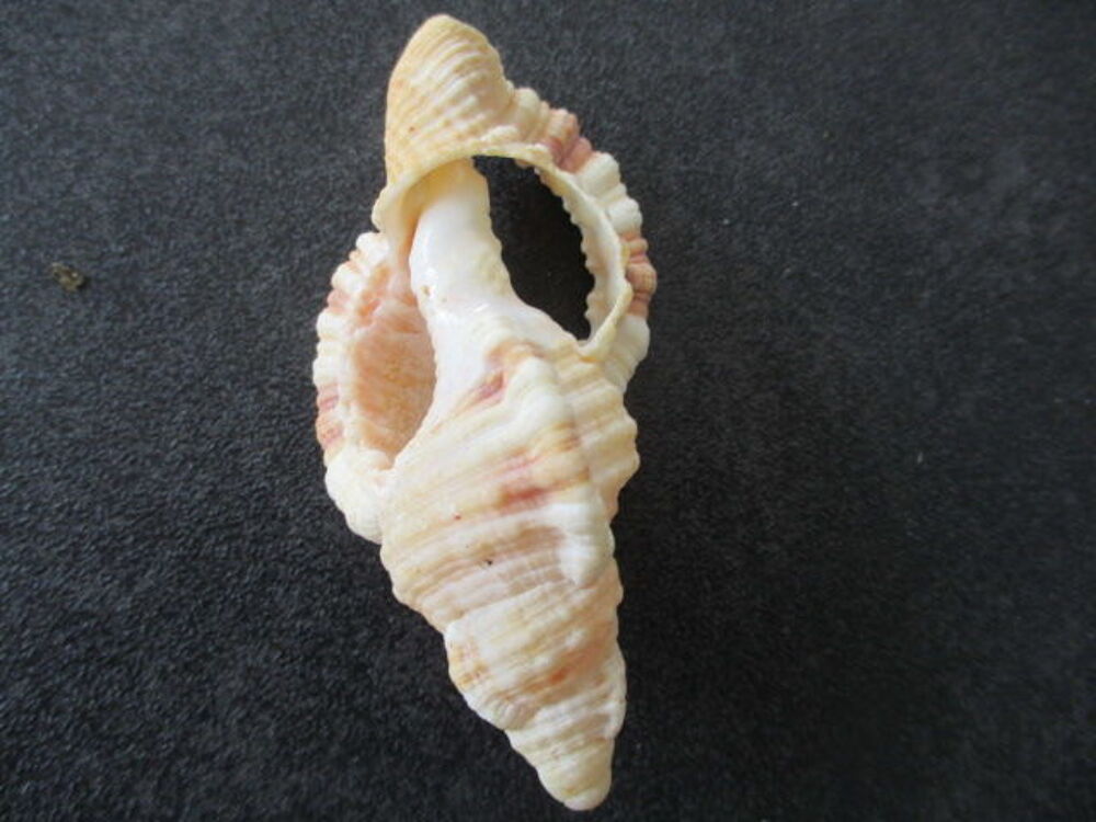 coquillage 