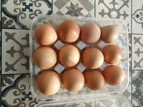 Oeufs de poules fécondés 2 36200 Chavin