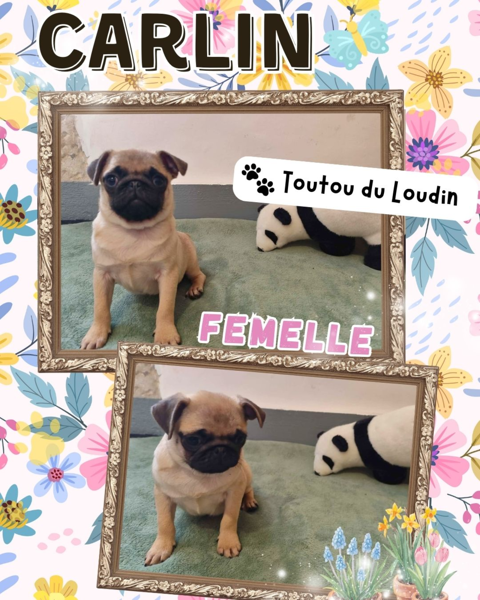 Chiot carlin femelle 850 18140 Pr�cy