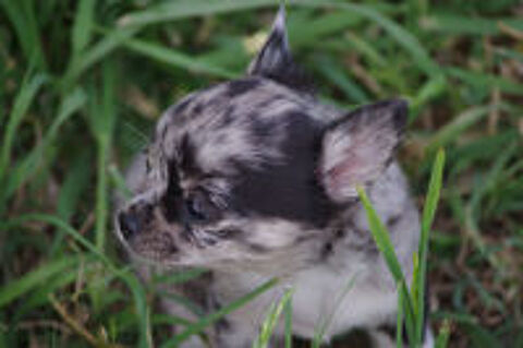   chihuahua merle chiot 