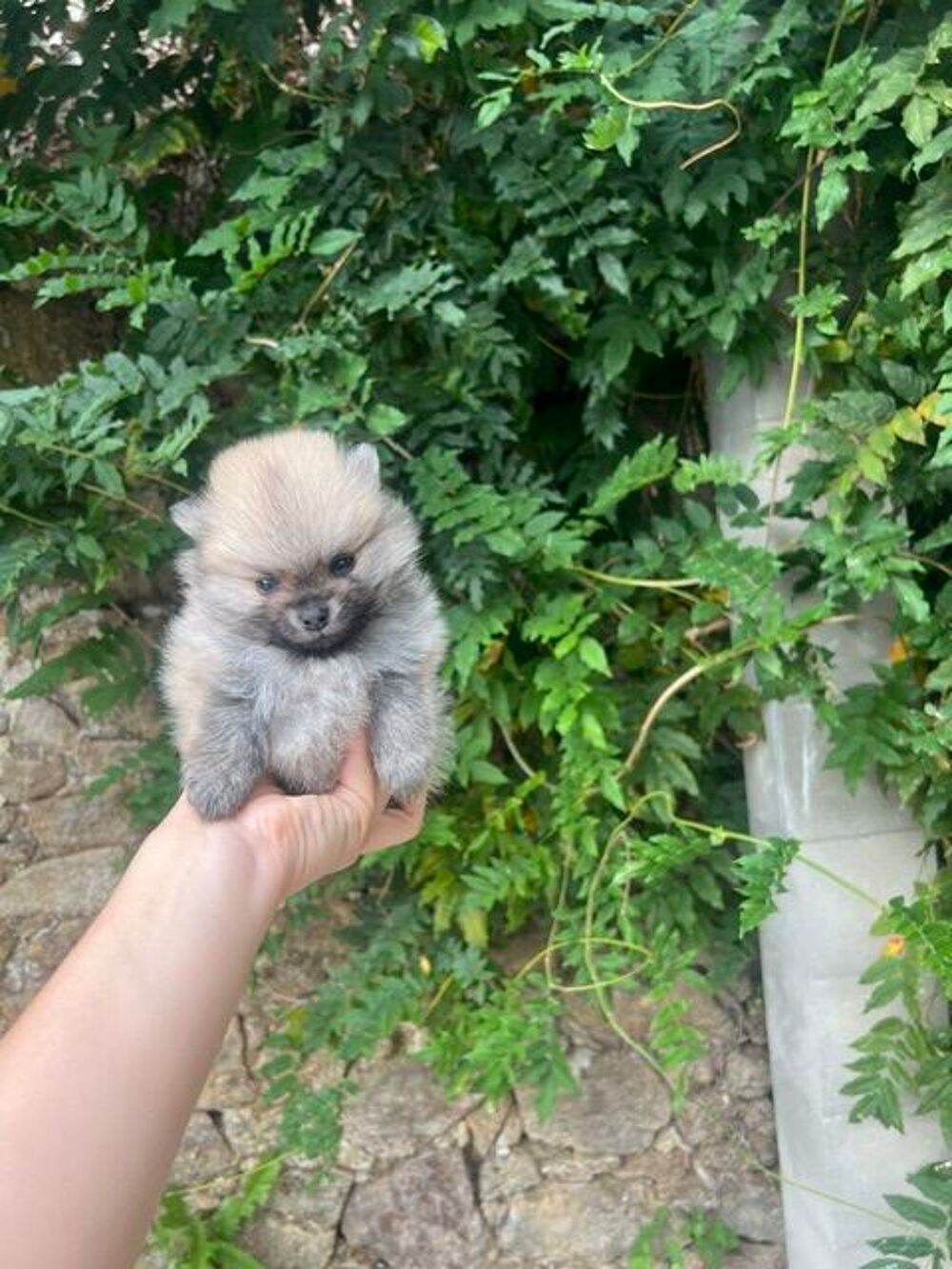   Spitz Nain  