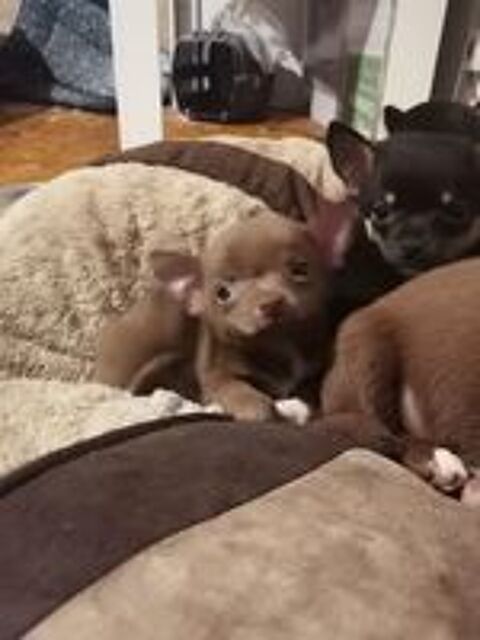   Chiot chihuahua chocolat  
