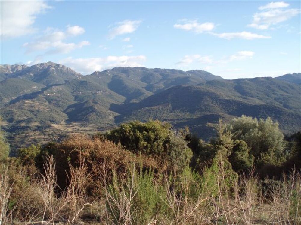 Vente Terrain Parcelles boisées avec ruine bergerie Pila-canale