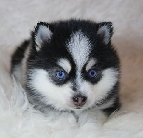 Chiots pomsky yeux bleus lign&eacute;e am&eacute;ricaine 0 75001 Paris