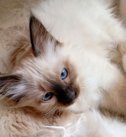 Chaton sacré de Birmanie 1250 88200 Remiremont