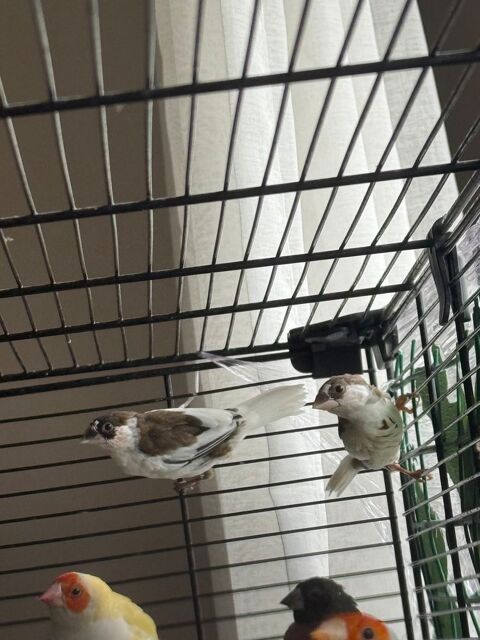 Oiseau moineau du japon 20 93330 Neuilly-sur-marne