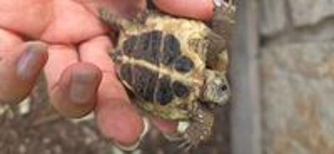   Tortues juniors terrestres nées en 2024 
