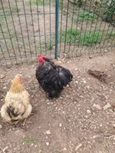   Coq bantam de pékin frisé 