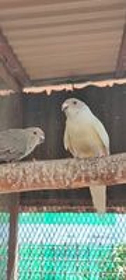   couple adulte de perruches kakarikis 