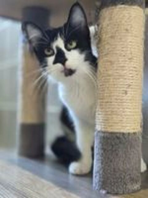   Clairette jeune chatte tres sympa cherche adoptants 