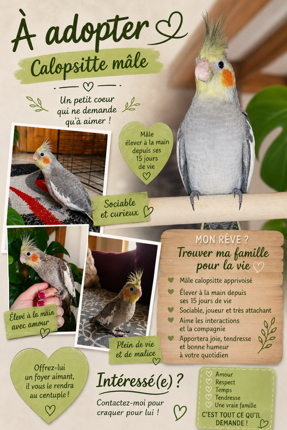   Bébé callopsite mâle eam 