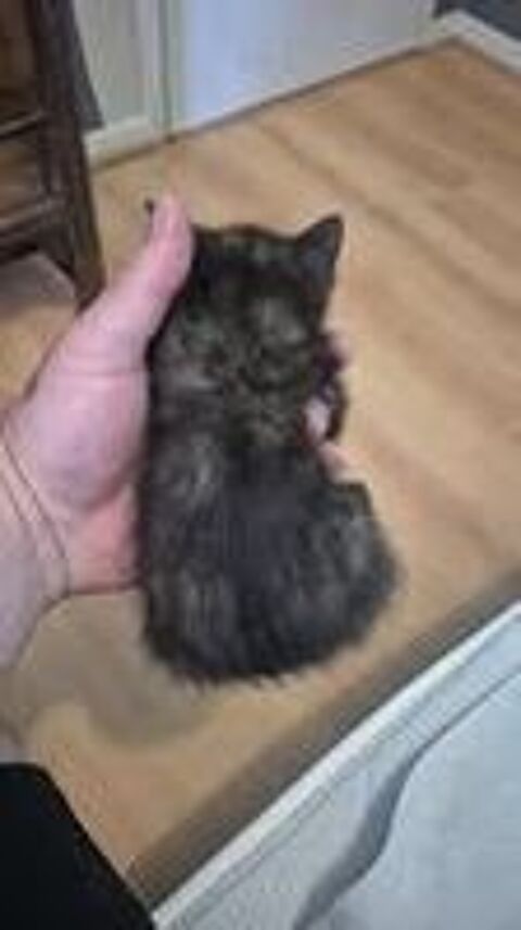   Chat ECAILLE à la réservation 