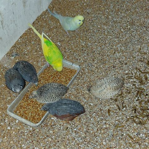 Caille de chine 5 67470 Mothern