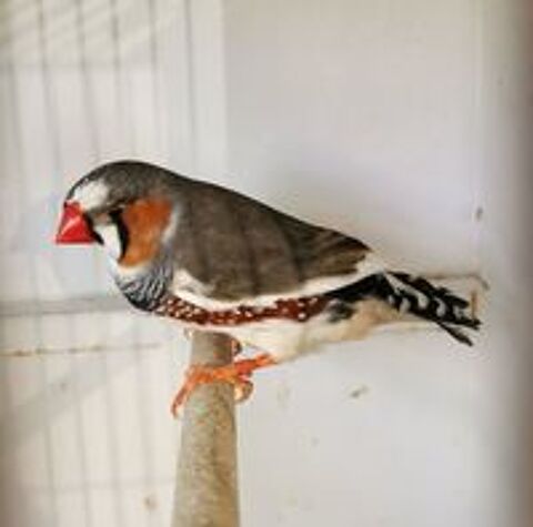   Oiseaux Mandarins panachés  