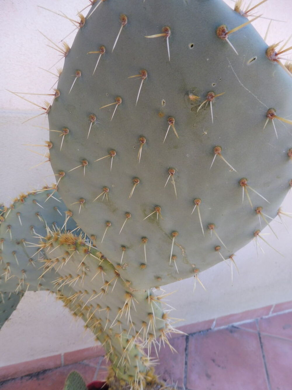  10 CACTUS au choix croissance rapide fleurs et fruits Jardin