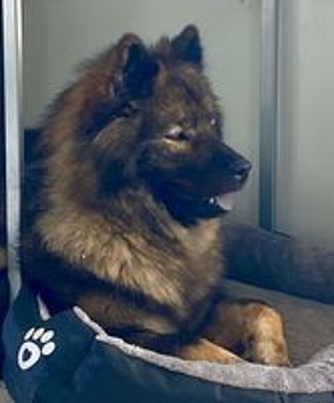   CHIOTS EURASIER 
