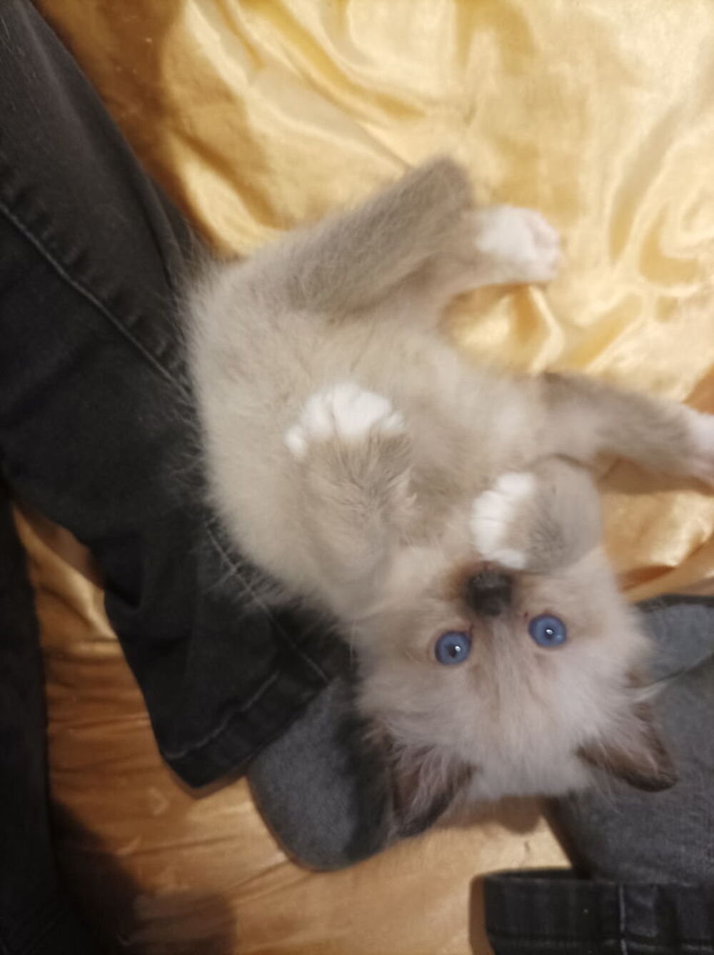   Chaton sacré de Birmanie non loof 