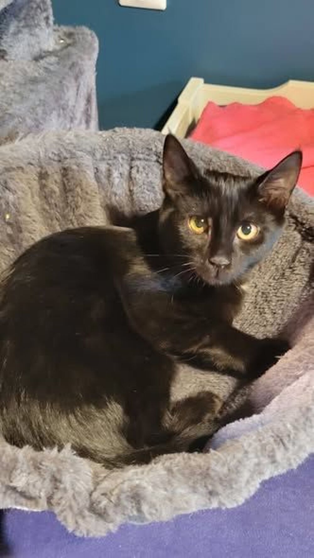   Chat LEXA à l adoption 
