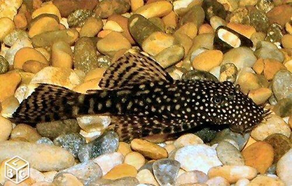   ANCISTRUS (Nettoyeur de vitres) 