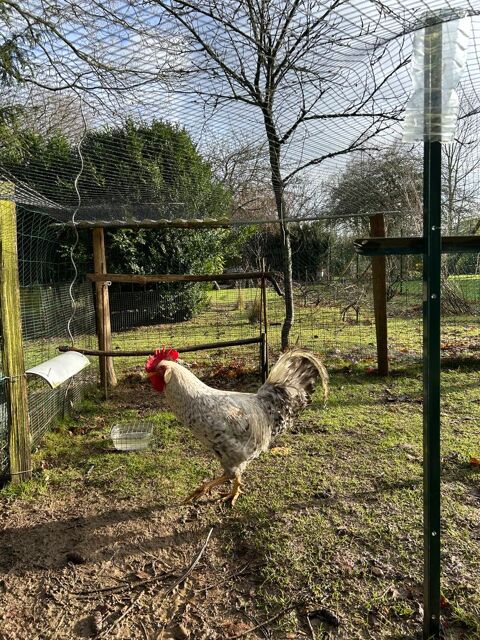 Coq CREAM LEGBAR pure race 10 35330 Bovel