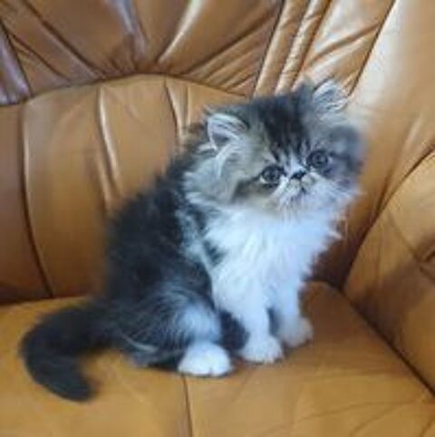   Vend chatons persans 