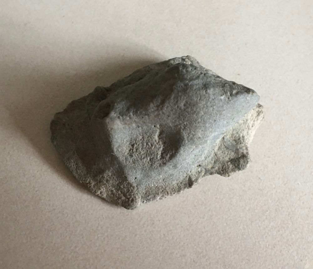 Coquillage fossilis&eacute; 