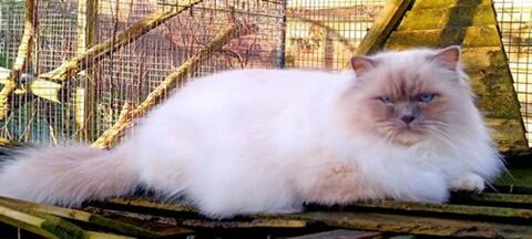 Ulysse M&acirc;le Lilac point de 3 ans 800 29840 Lanildut