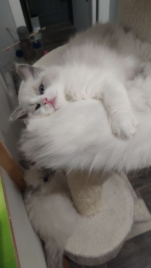 Chatons type Ragdoll  1000 85150 Sainte-foy