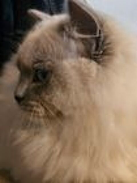   Magnifique RAGDOLL Loof pour levage 