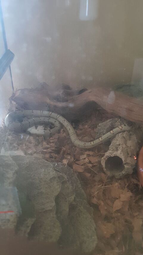 SERPENT ROI 77000 Melun