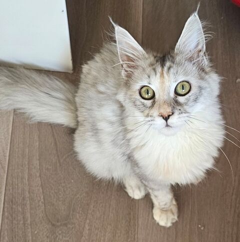 2 femelles Maine Coon Loof, LIVRAISON 750 22250 Éréac