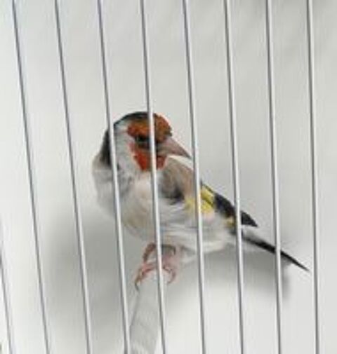   Canari major 