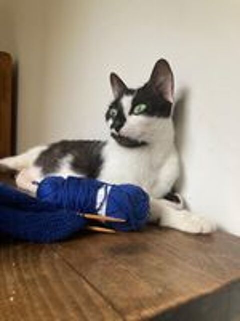   JULIETTE Jeune chatte affectueuse et douce 