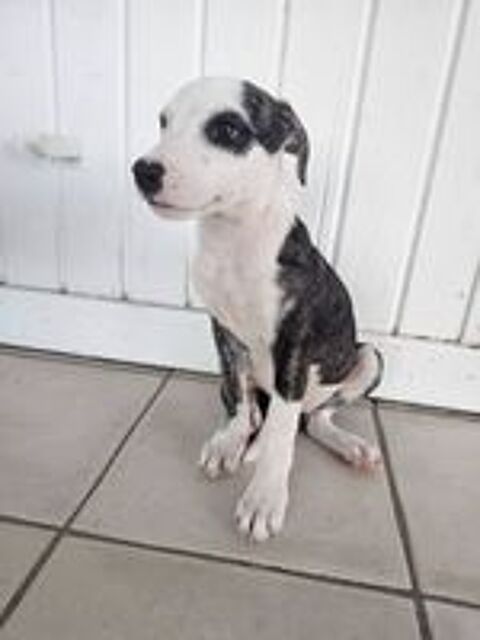   Tequila, Mâle, X Berger, né le 24/04/2026 🐶 