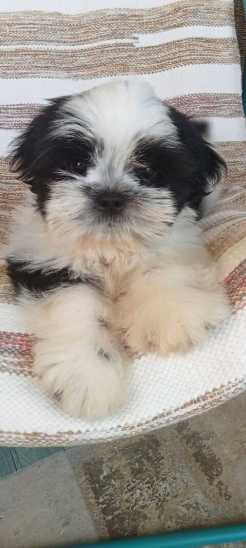 petit m&acirc;le adorables b&eacute;b&eacute;s shih tzu lof 1200 83200 Toulon
