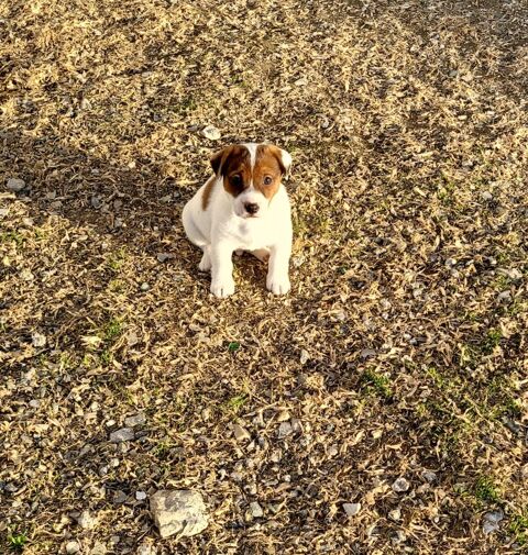Chiot jack russell 600 02540 Viels-maisons