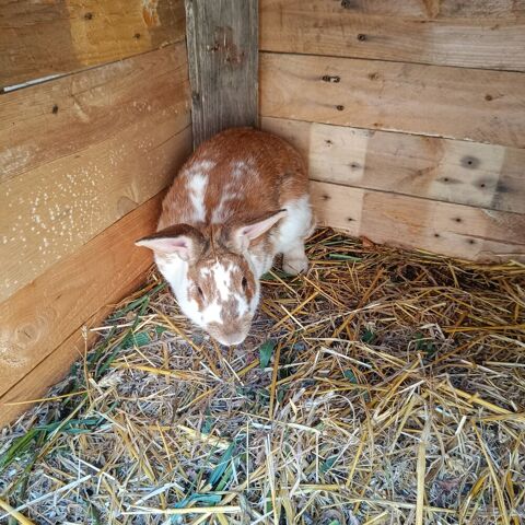 Lapin fermier 20 76430 Étainhus
